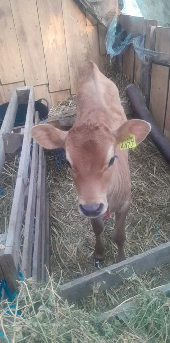 Vacă jersey cu vițea