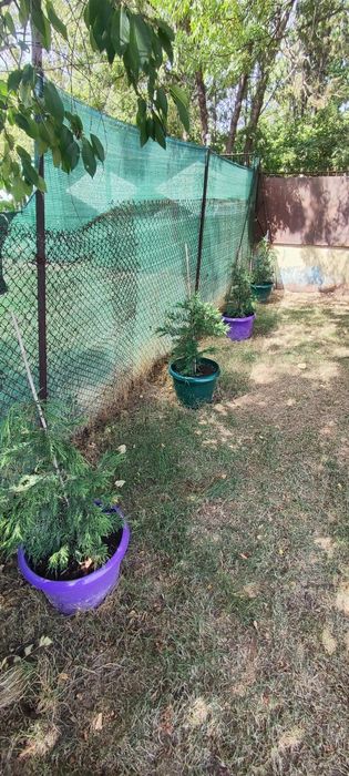 Кипарис, лейланд.