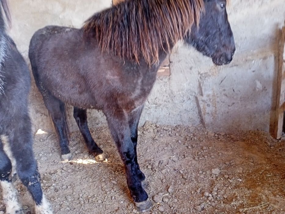 Продам лошади на откорме.