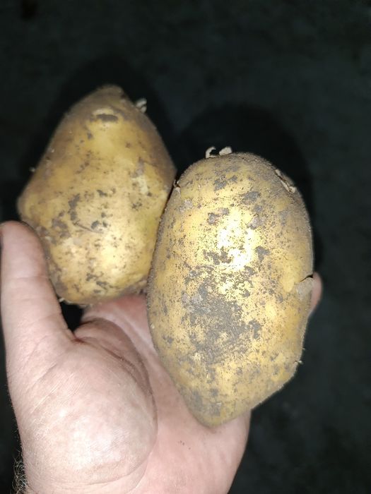 Картофель сорт Гала