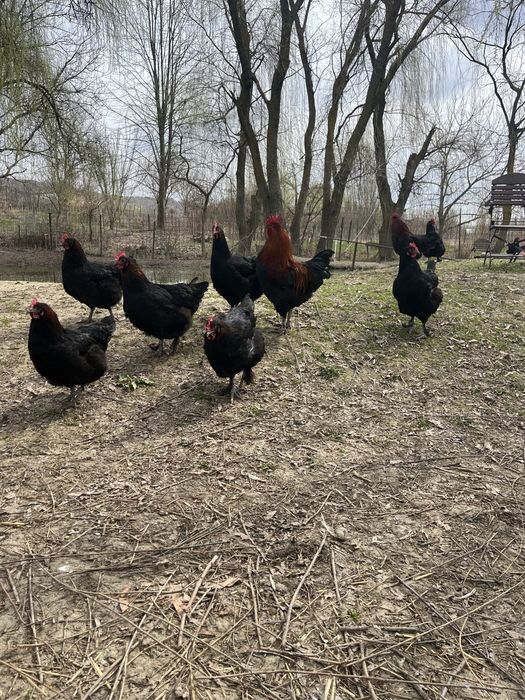 Oua Marans negru aramiu