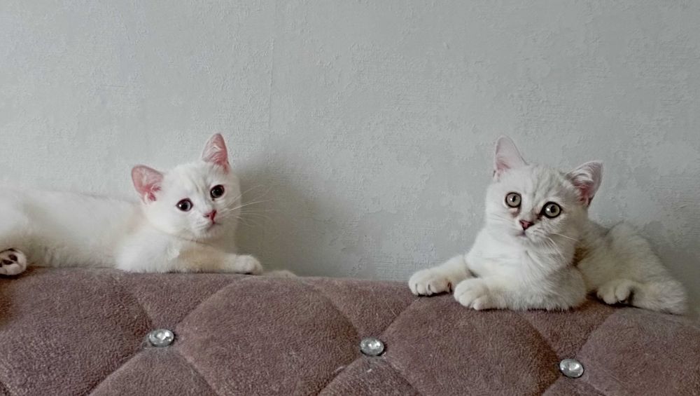 Британские шиншиллы