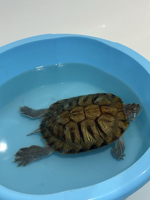 Продам красноухую Черепашку