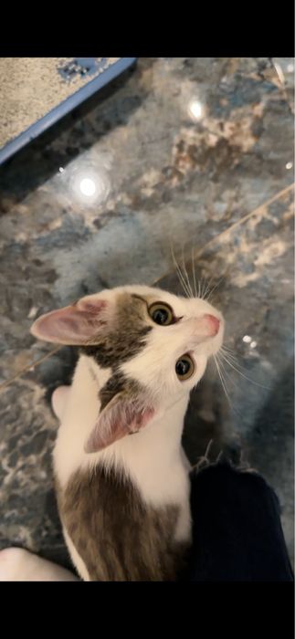Котёнок ищет добрые руки
