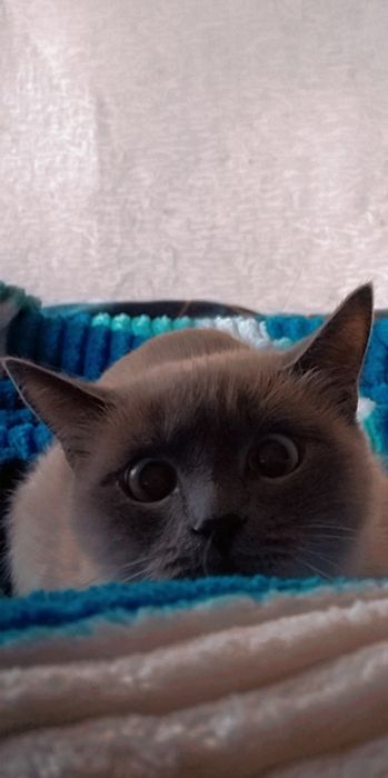 Отдам кошку дарлм