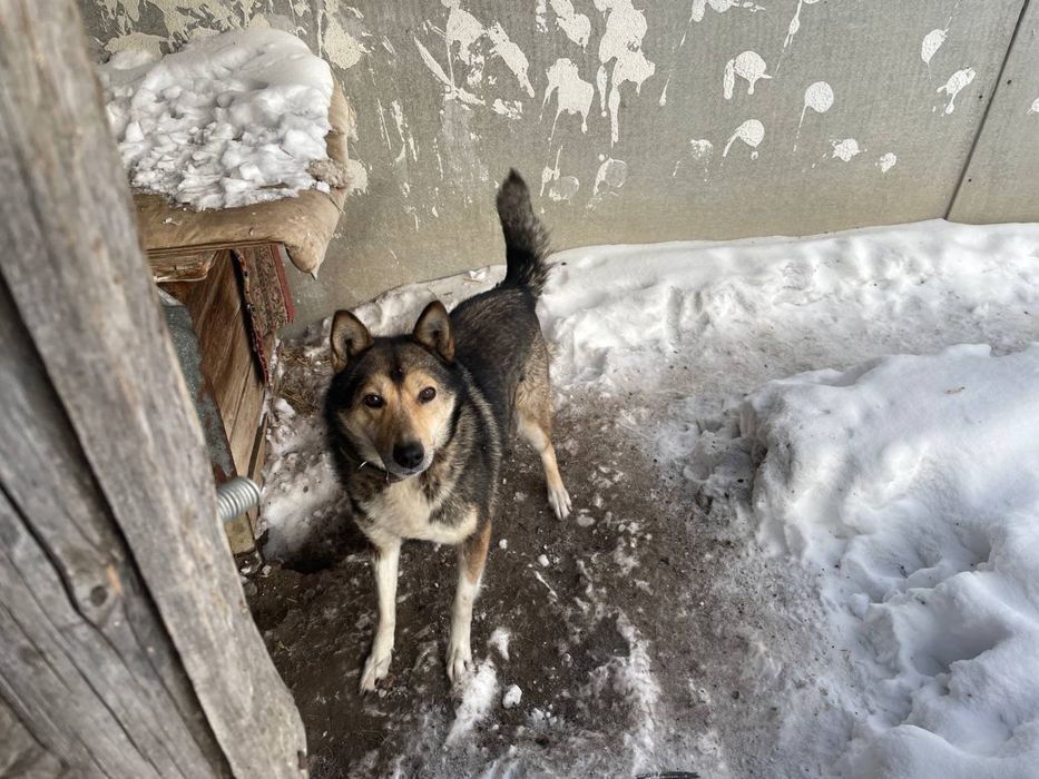 Отдам собак бесплатно