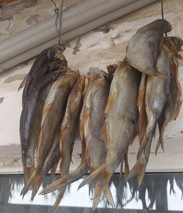 Продам рыбу чехню, чехня