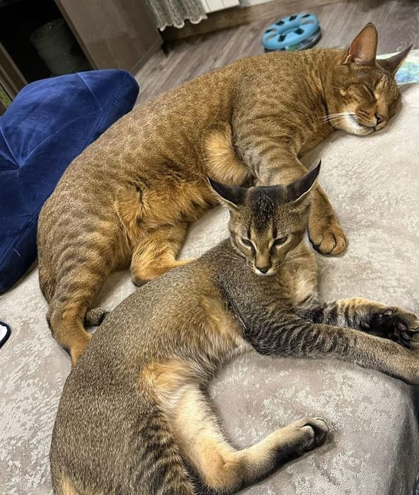 Самые ласковые кошки в мире