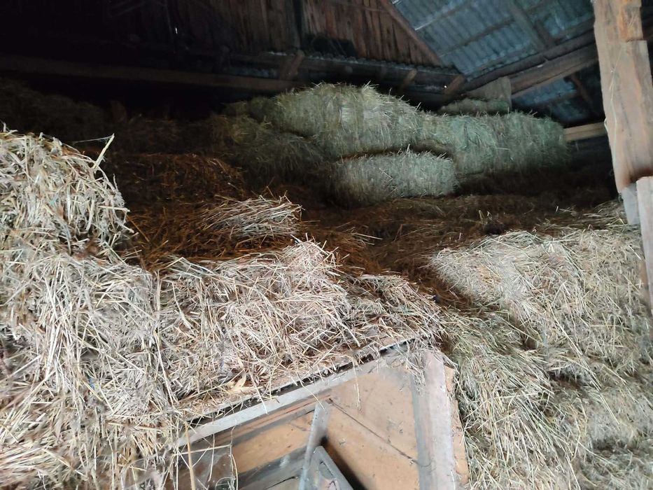 Baloti fan lucerna otava