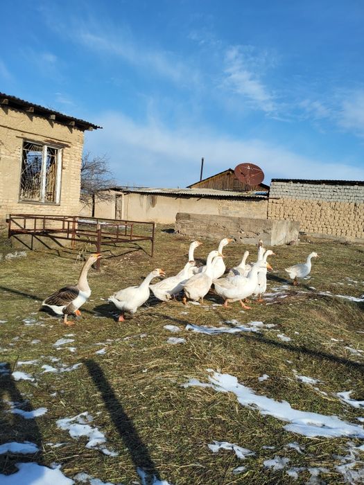 Яйца уток и гусей на инкубатор