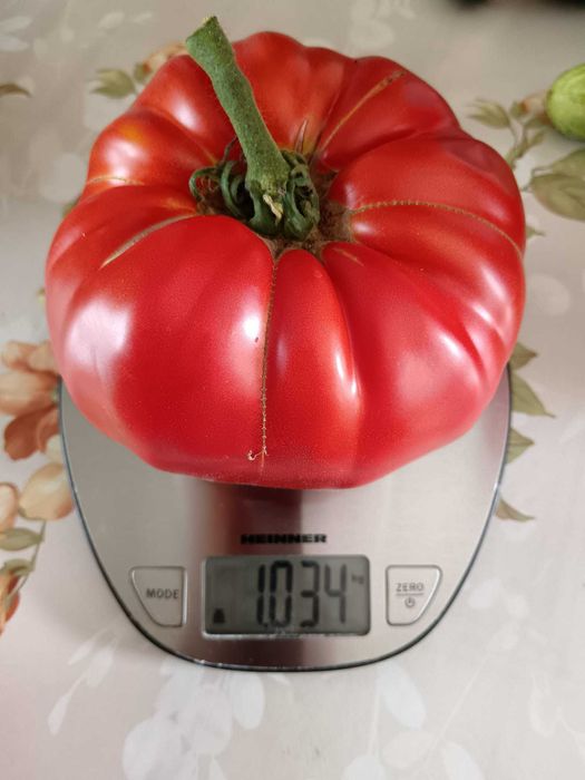 Rasaduri si plante aromatice - de calitate !