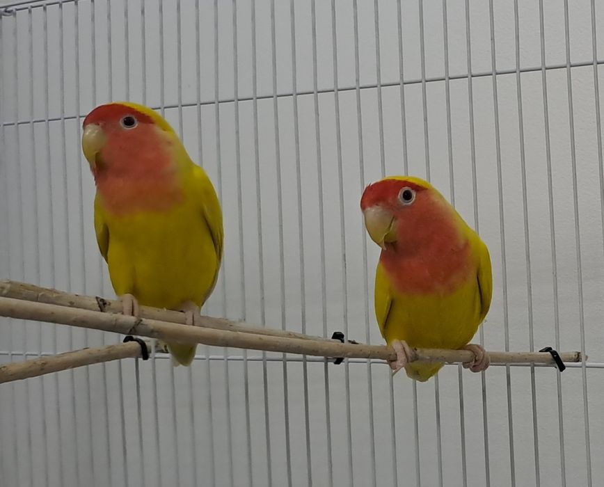 Попугай пара взрослый