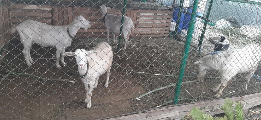 Козье молоко с доставкой на дом!