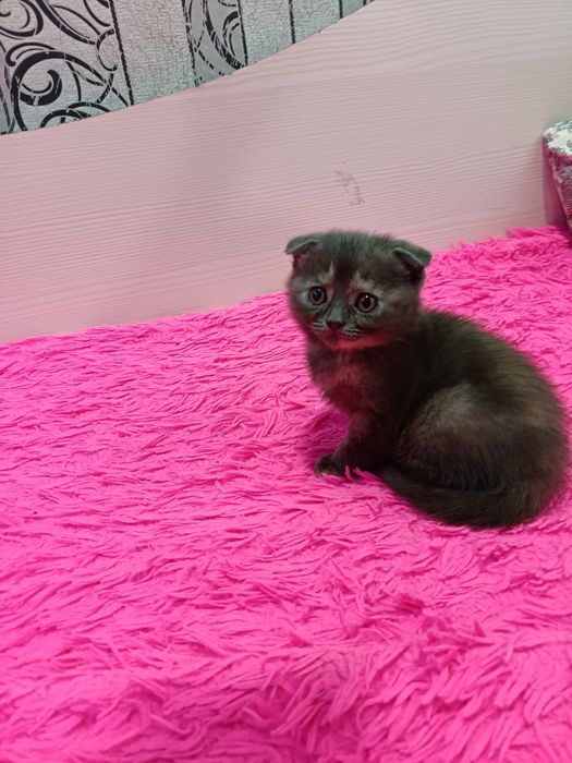 Продам котёнка британка