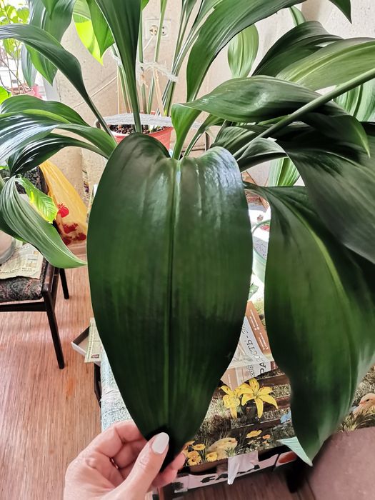 Цветы домашние,  комнатные