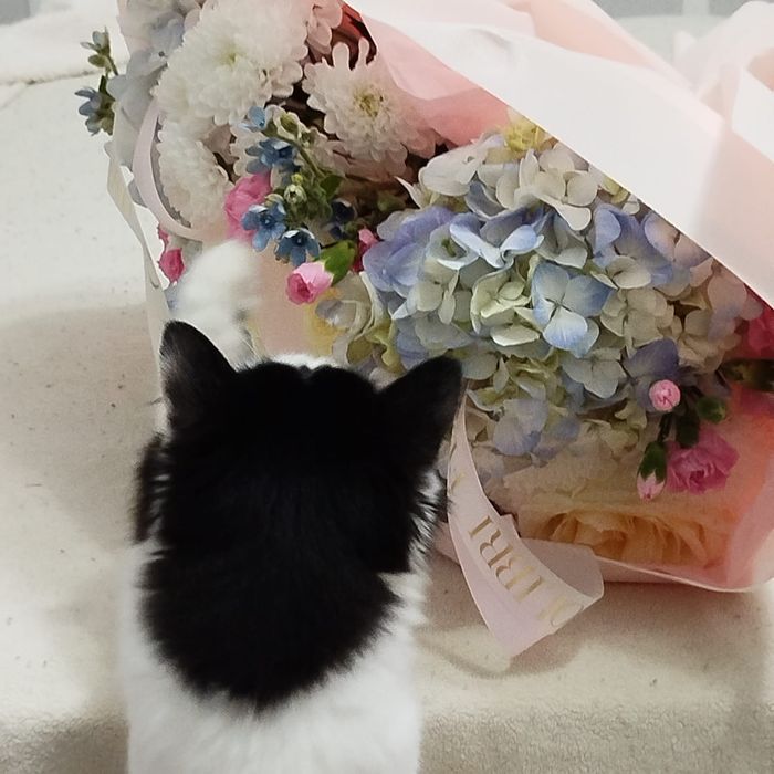 Котенок Мирра годик