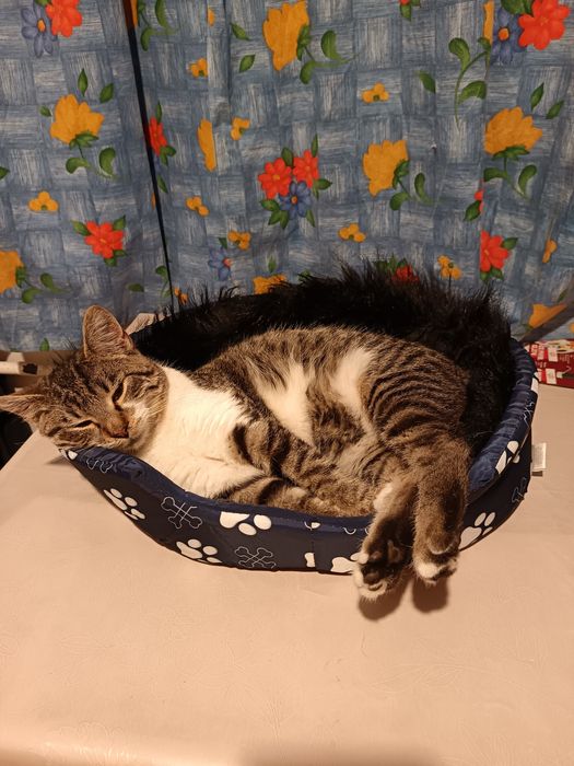 Мъжко коте търси дом