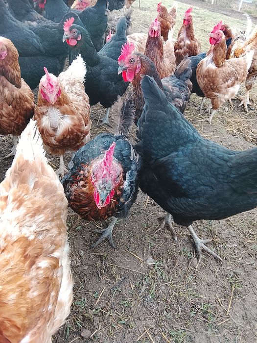 Găini de vânzare Negru de Moravia  și Lohman Brown