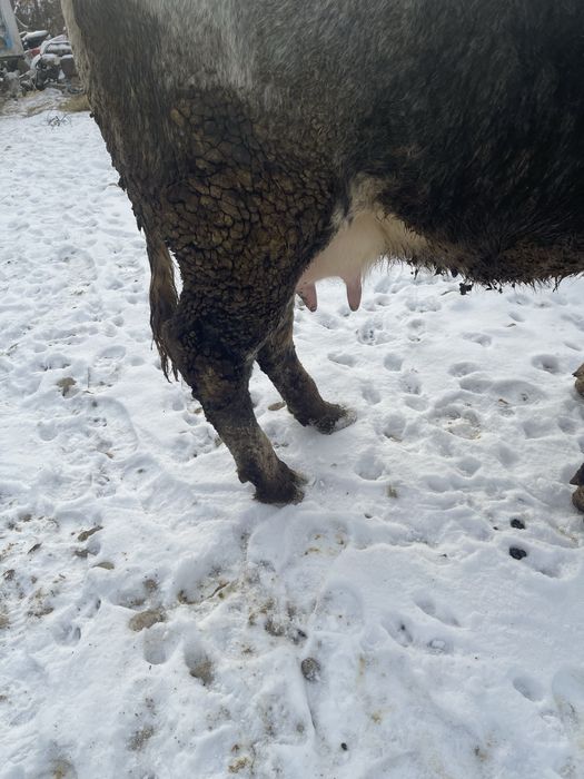 Junica belgiana montata