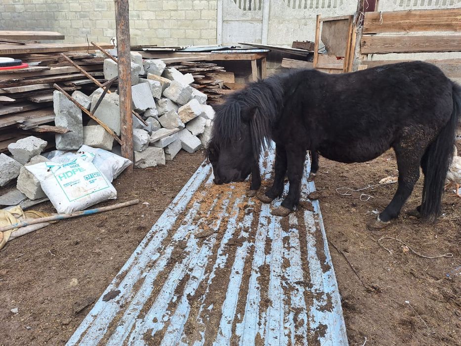 Продам кони с жеребёнок