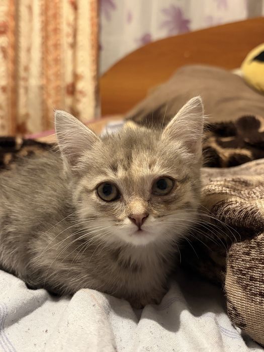Отдадим котенка в добрые руки