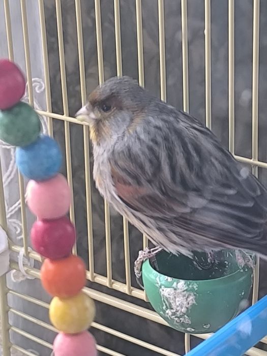 Продам кенара красно-черный мозаик