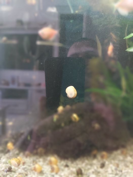 Улитки ампулярии в двух цветах