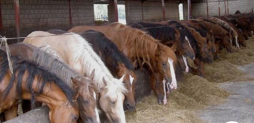 “Конина свежая | Жиликтеп | Доставка бесплатно | Каскелен-Алматы