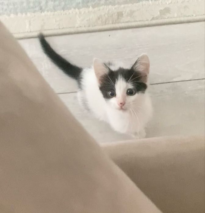 Котенок красивый, умная девочка