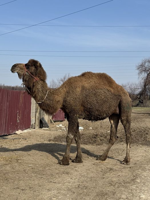 Нағыз қымыз шұбат оптом