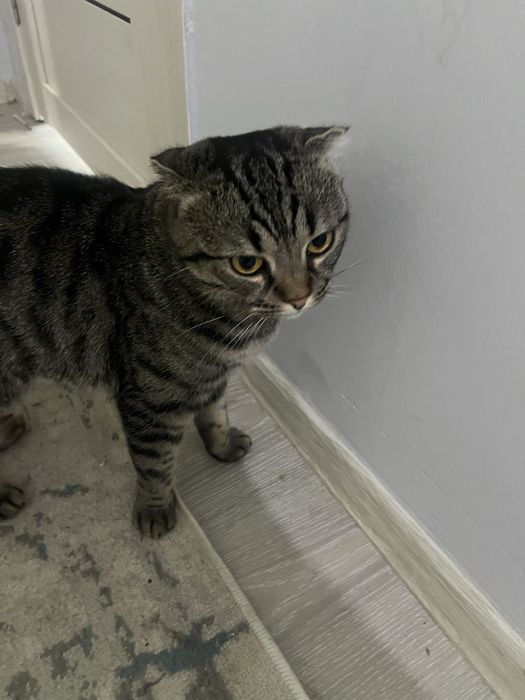 Отдам кота 1,5года