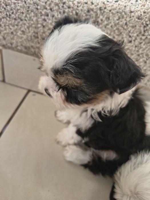Shih tzu Talie mica