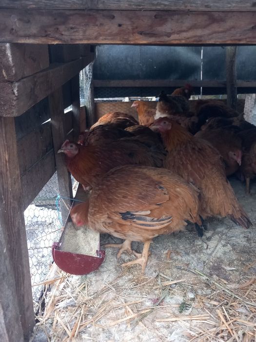 Puici tăranești 40 lei bucata