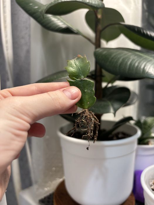 Продам комнатные цветы…