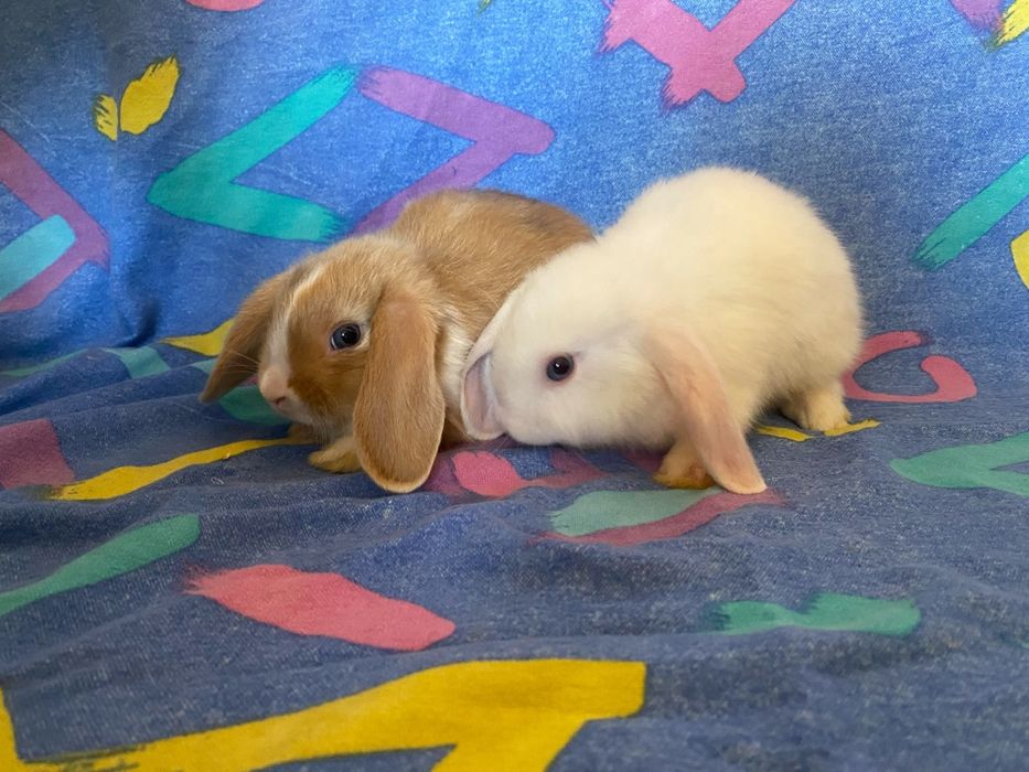 Berbec pitic (mini lop)