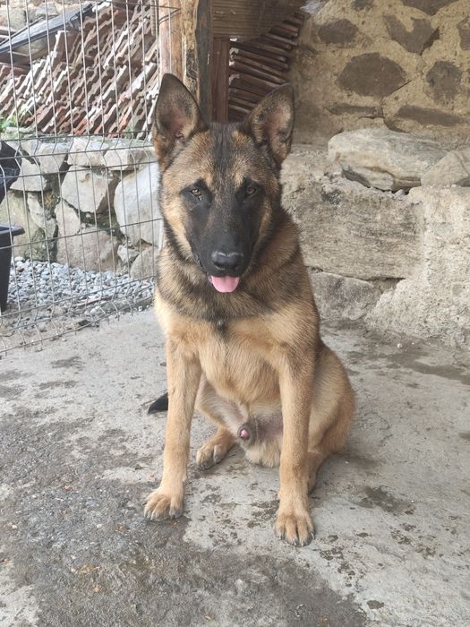 Donez mascul malinoa
