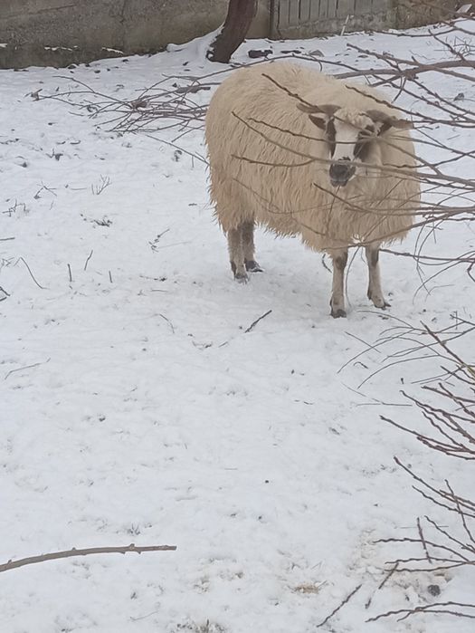 Vind 8 mioare și un berbec la alegere din 2