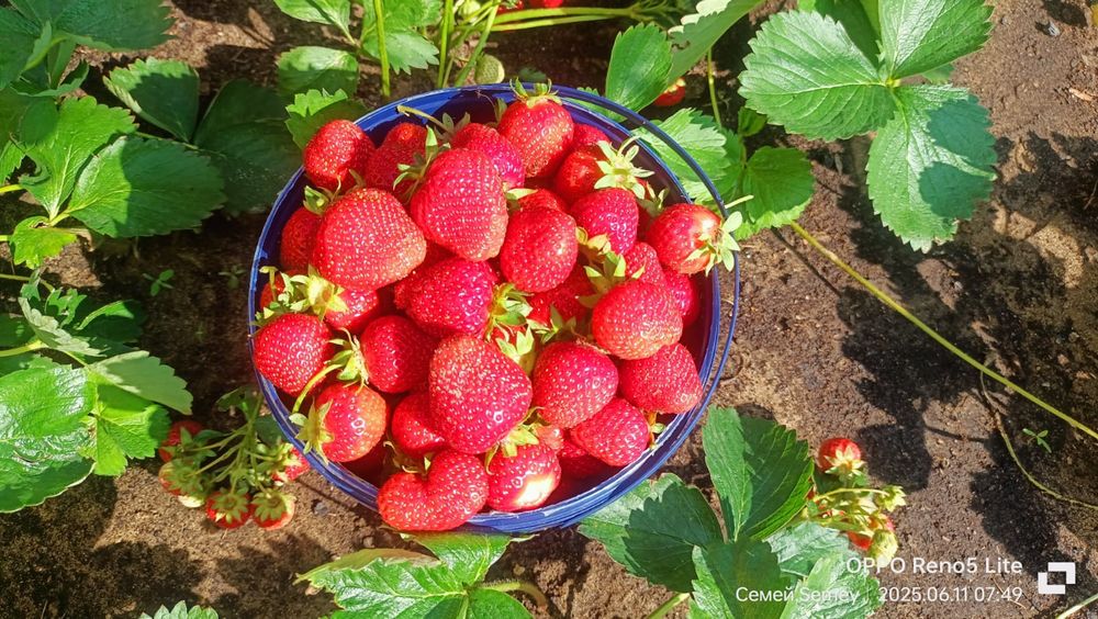 Рассада клубники клери