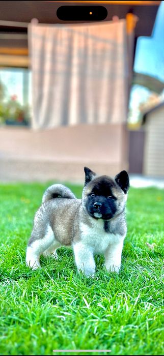 Mascul American Akita / Pedigree