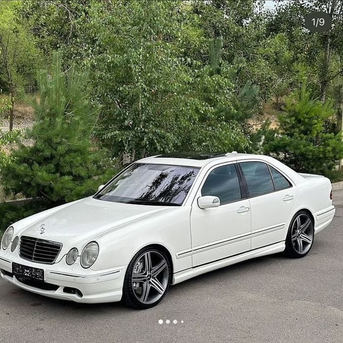 R19 Wald Mahora M11C