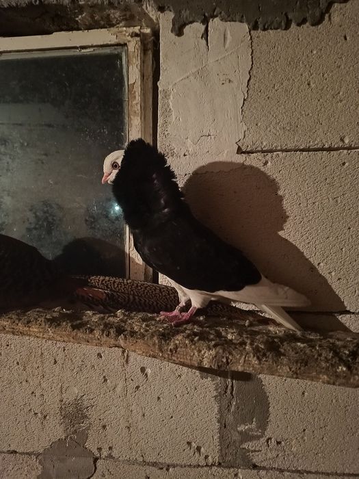 Vând o pereche de porumbei capucini negru lucios