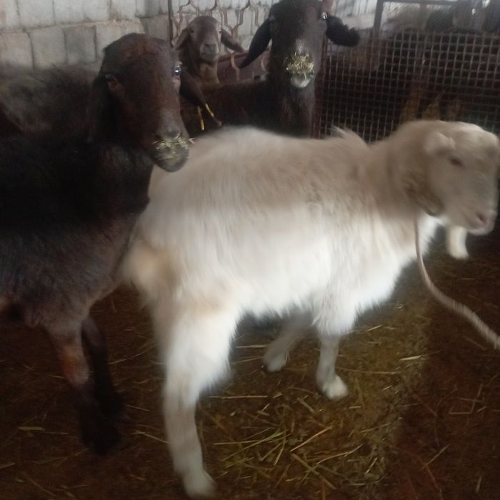 Теке бар бір жасар