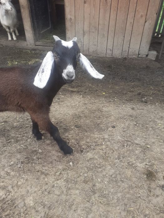 De vanzare capre si iezi  rasa anglo nubian