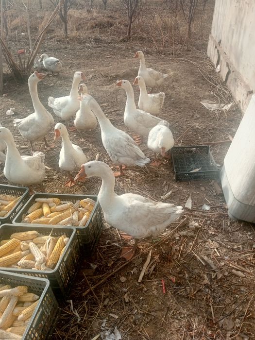 Гусеи продам срочно