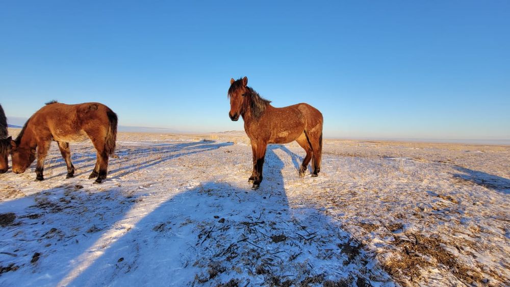 Продаю Байтал три года