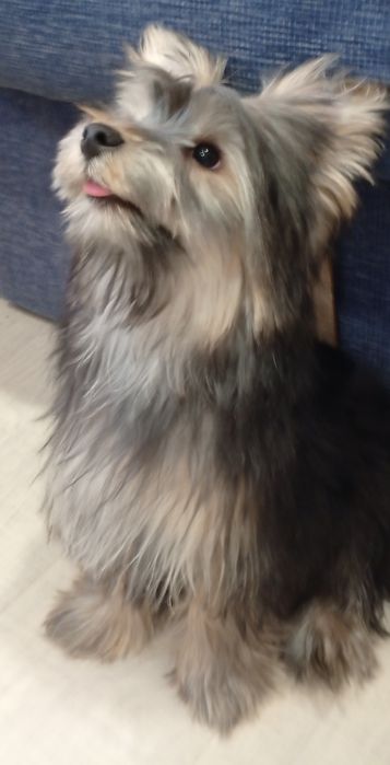 Йоркширский терьер