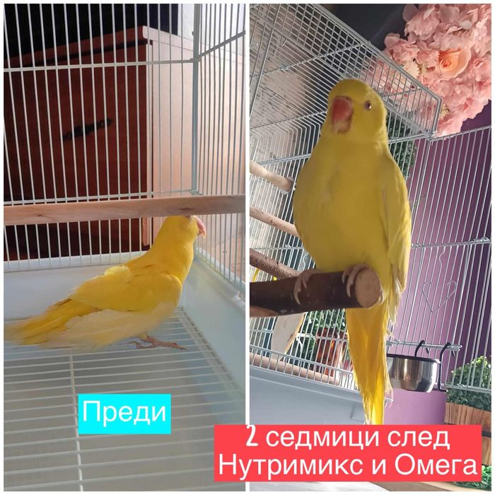 Добавка за здраво оперение за папагал / начупени пера OMEGA PAPAGAYA