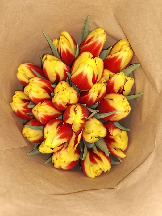 Тюльпаны оптом и в розницу на 8 марта