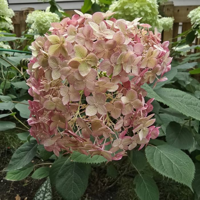 Гортензии метельчатые, древовидные