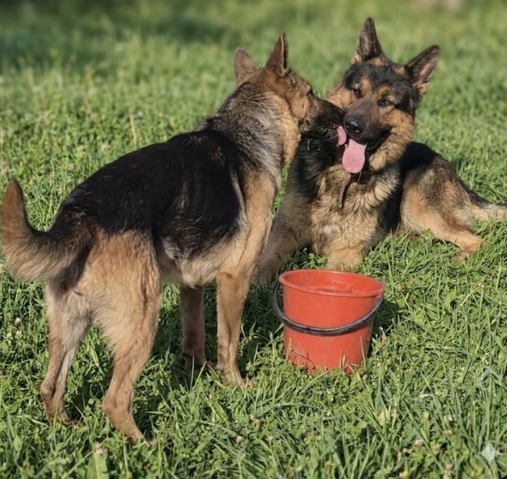 Продаются щенки ВЕО овчарки